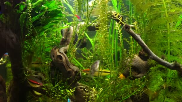 Video acuario peces nadando en un acuario grande — Vídeos de Stock