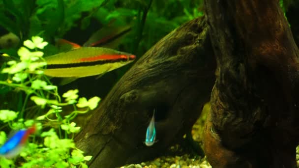 Aquarium vidéo poissons nageant dans un grand aquarium — Video