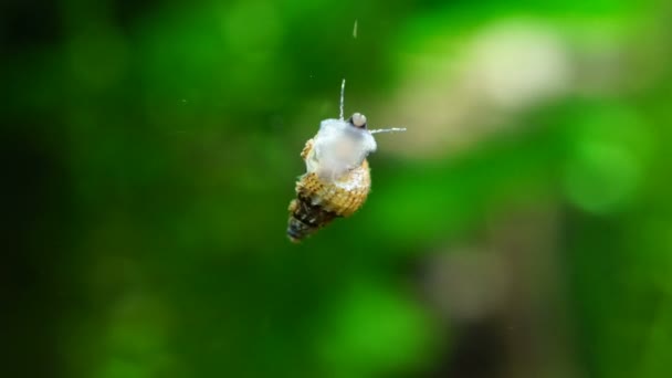 대형 수족관에서 수영 하는 수족관 달팽이 — 비디오