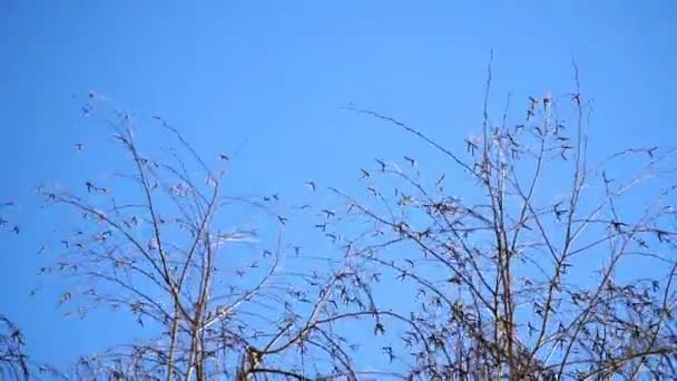 Albero ondeggia il vento contro il cielo blu — Video Stock