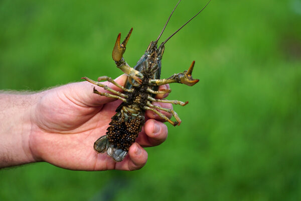 Рыбак поймал раков и держит их в руках.
