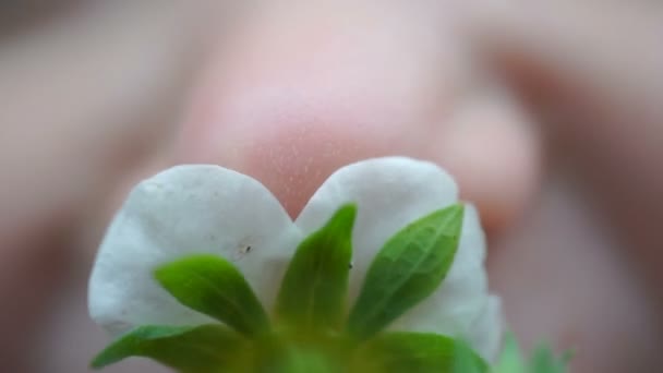 Filmagem criança cheirando uma flor branca close-up — Vídeo de Stock