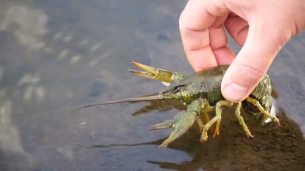 Visser gevangen rivierkreeftjes en het vrijkomen van de it terug in de rivier — Stockvideo