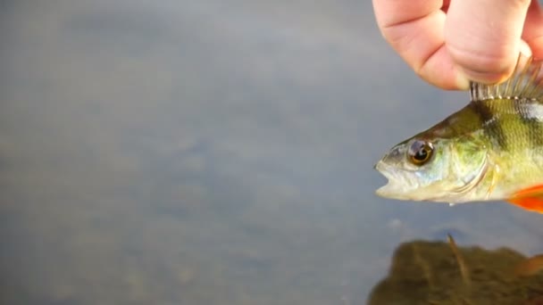 Pescador atrapado percha y libera el que de nuevo en el lago — Vídeos de Stock