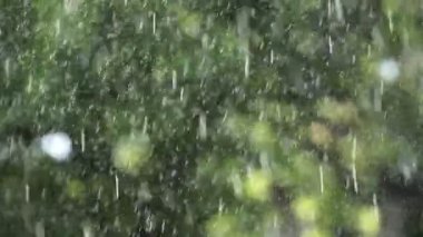 Yaz yağmuru Bahçe veya park