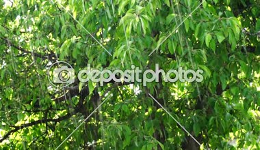 Yaz yağmuru Bahçe veya park.