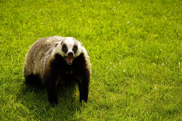 Scarecrow badger permanent op groen gras — Stockfoto