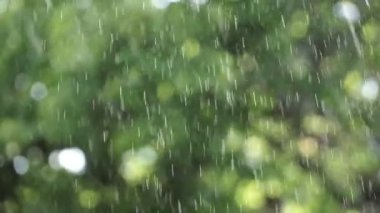 Yaz yağmuru Bahçe veya park