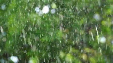 Yaz yağmuru Bahçe veya park