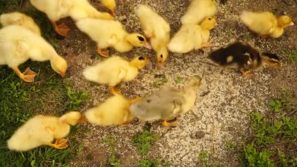 장면을 작은 ducklings 푸른 잔디에 야외에서 걷기 — 비디오