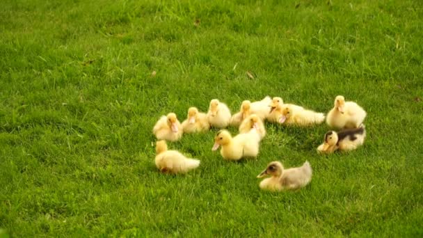 Filmaufnahmen kleiner Entchen, die draußen auf grünem Gras laufen — Stockvideo