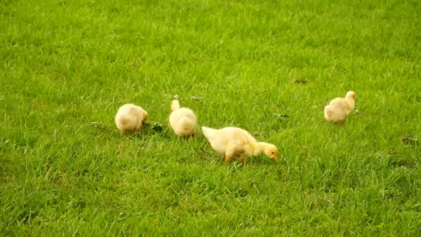 장면을 작은 ducklings 푸른 잔디에 야외에서 걷기 — 비디오