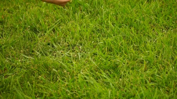 Beeldmateriaal vrouw houdt van een beetje eendje in zijn handen en laat hem gaan op het groene gras. — Stockvideo