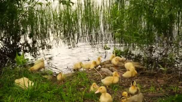 Footage lilla ankungar promenader utomhus på grönt gräs — Stockvideo