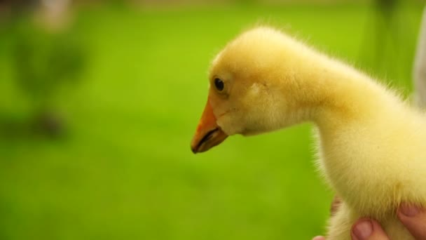 Footage boy holding a small duckling in the hands close-up — Stock Video