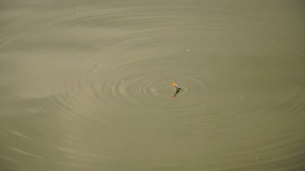 Záběry rybář chytí ryby v jezeře — Stock video