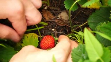 Görüntüleri genç adam toplamak bahçede çilek