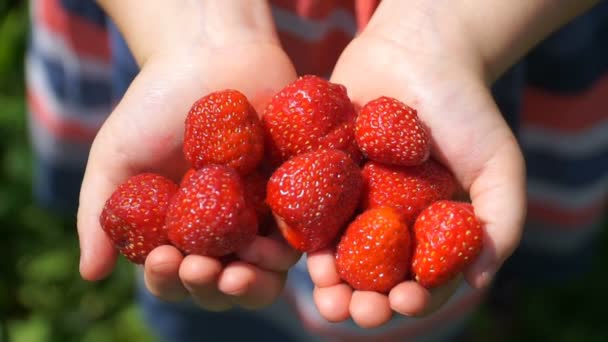 Beeldmateriaal meisje in de hand houden van een sappige aardbei — Stockvideo