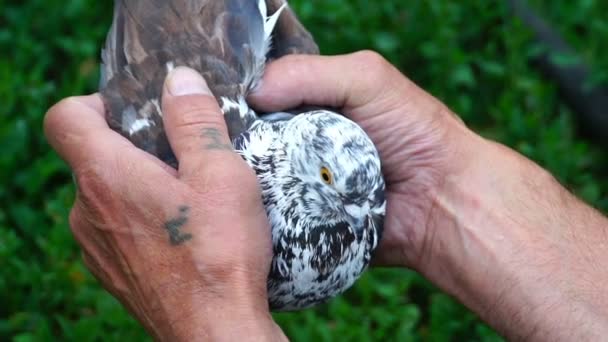 Footage man holding a dove in his hands. video 120fps — Stock Video