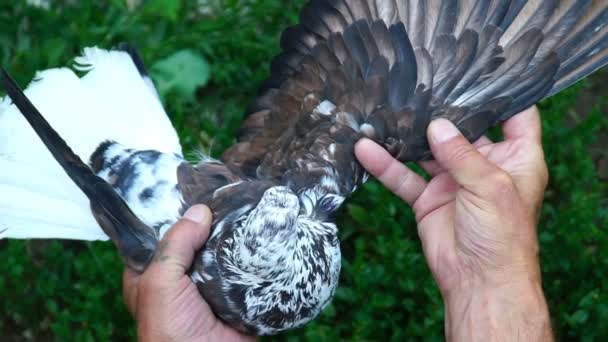 Footage man holding a dove in his hands. video 120fps — Stock Video