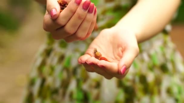 Footage Woman holding a dried rose hips close up. 4K — Stock Video