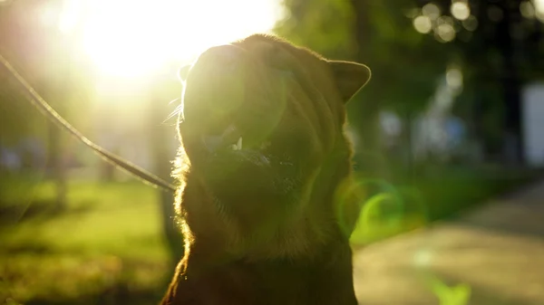 Shar-Pei ile parkta yürüyen genç kadın — Stok fotoğraf