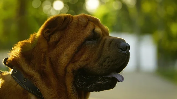 Mujer joven caminando en el parque con un Shar-Pei —  Fotos de Stock