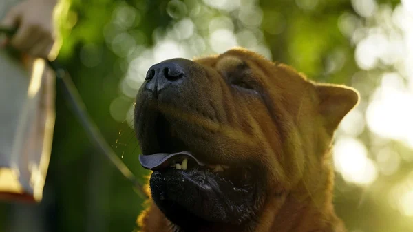 Mujer joven caminando en el parque con un Shar-Pei —  Fotos de Stock