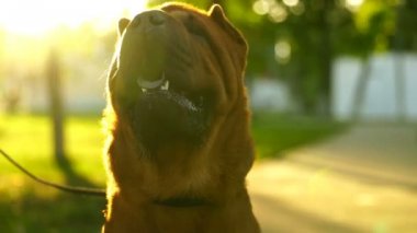 Shar-Pei ile parkta yürüyen genç kadın