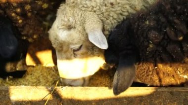 Yeme ve açık havada yürüyüş görüntüleri koyun. 4k