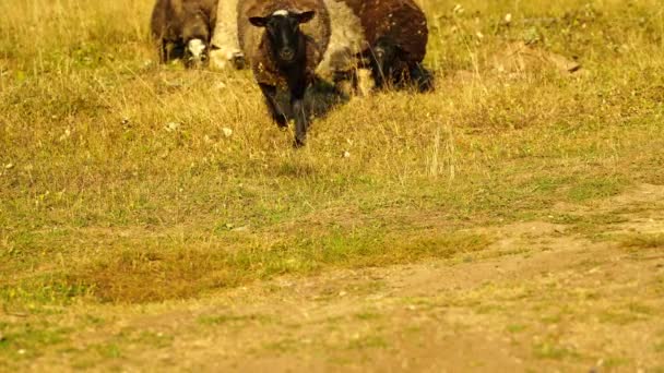 Beeldmateriaal schapen eten en lopen buiten. 4k — Stockvideo