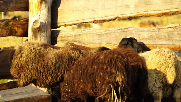 Filmaufnahmen, wie Schafe im Freien essen und spazieren gehen. 4k — Stockvideo