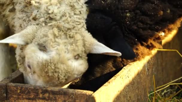 Images Moutons mangeant et marchant à l'extérieur. 4k — Video