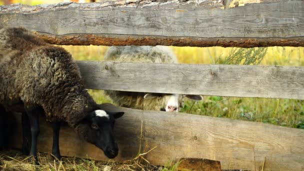 Beeldmateriaal schapen eten en lopen buiten. 4k — Stockvideo