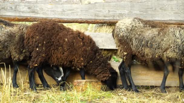 Beeldmateriaal schapen eten en lopen buiten. 4k — Stockvideo