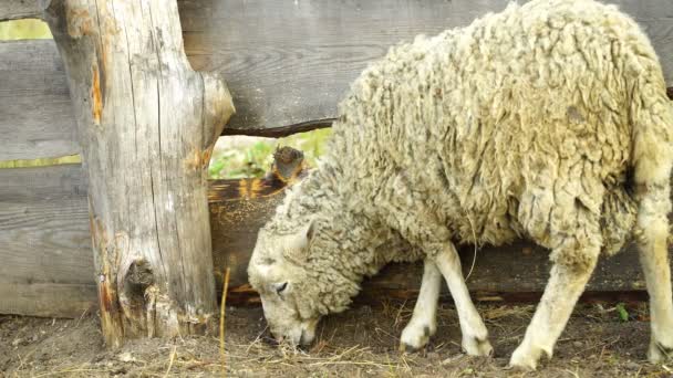 Footage Sheep makan dan berjalan di luar ruangan. 4k — Stok Video