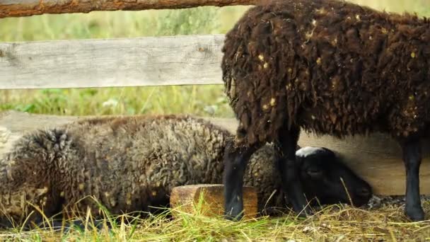 Beeldmateriaal schapen eten en lopen buiten. 4k — Stockvideo