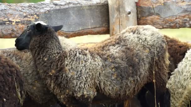 Images Moutons mangeant et marchant à l'extérieur. 4k 