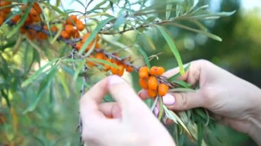 Dişi eller toplanan deniz dikenlerini yakından topluyor. Olgun deniz dikenleri hasat ediliyor.