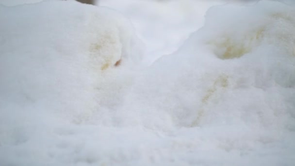 Gelber Hundeurin im Schnee im Winter — Stockvideo