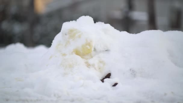 Gele hond urine in een sneeuw in de winter — Stockvideo