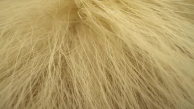 Yün veya Kürkün Makro Yakın Çekimi