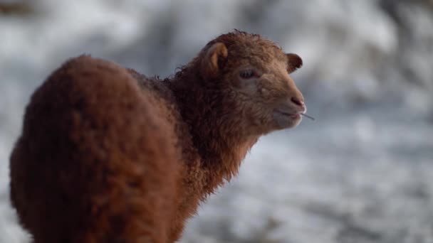 Pasgeboren lammetje buiten in de winter — Stockvideo