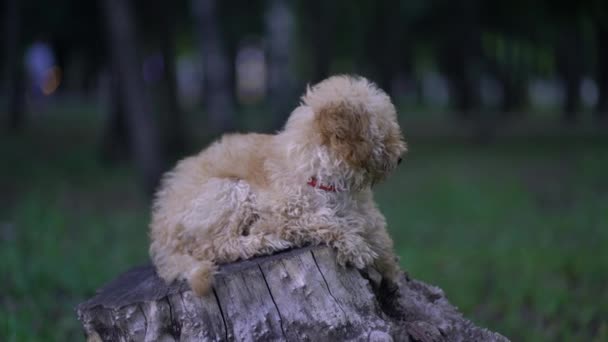 Bonito cachorro brinquedo poodle sentar ao ar livre — Vídeo de Stock