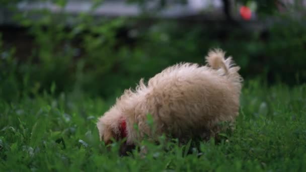 Lindo cachorro juguete poodle sentarse al aire libre — Vídeo de stock