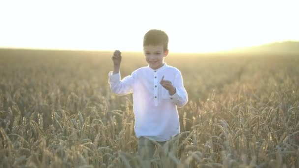 Niño caminando y tocando espigas de trigo en el campo — Vídeos de Stock