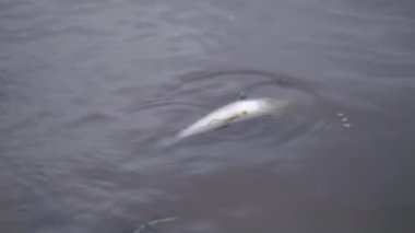 Nehir kıyısında ölü bir Walleye