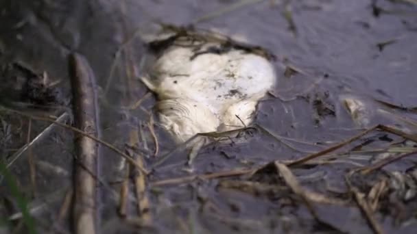 Poisson-chat mort sur la rive de la rivière — Video