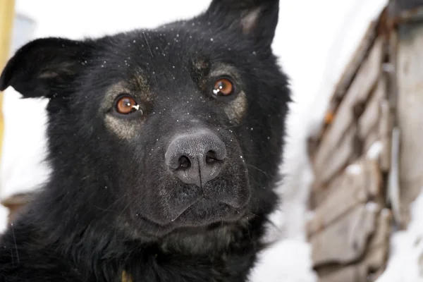 Museau d'un chien noir — Photo