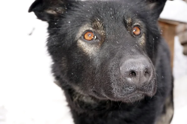 Museau d'un chien noir — Photo